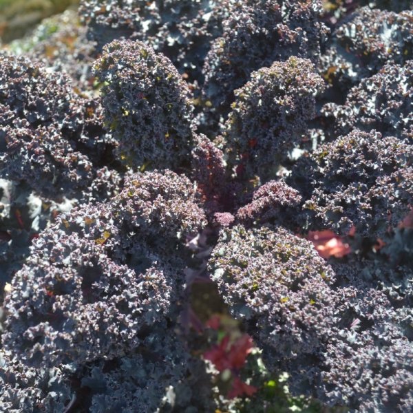 Kale Rote Krauser