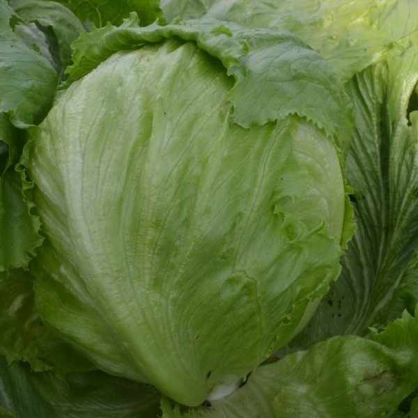 Organic Lettuce Crisphead Saladin