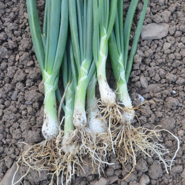 Onion White Lisbon