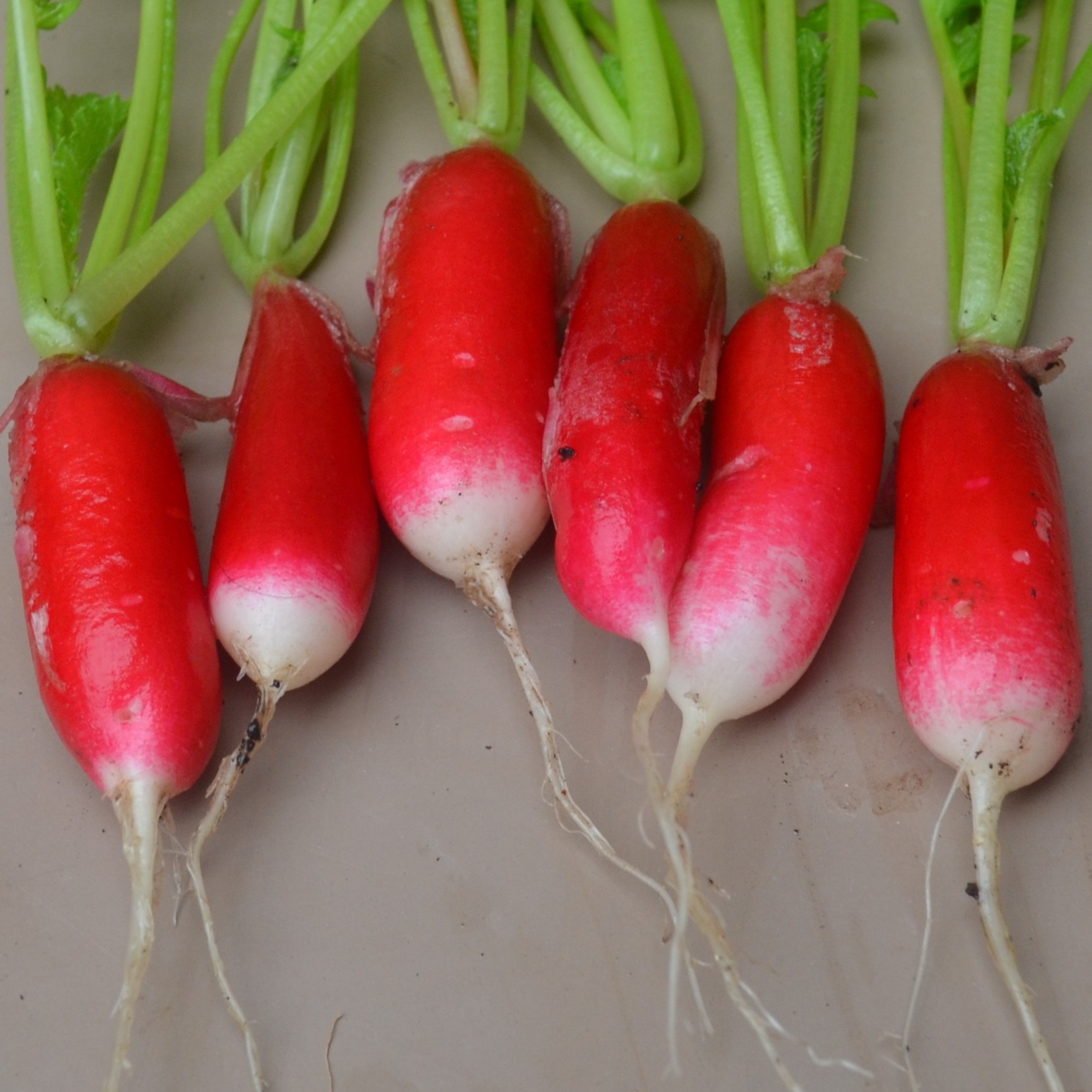 Radish French Breakfast