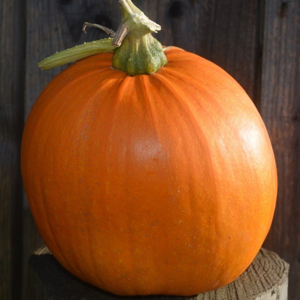 Squash Jack O Lantern