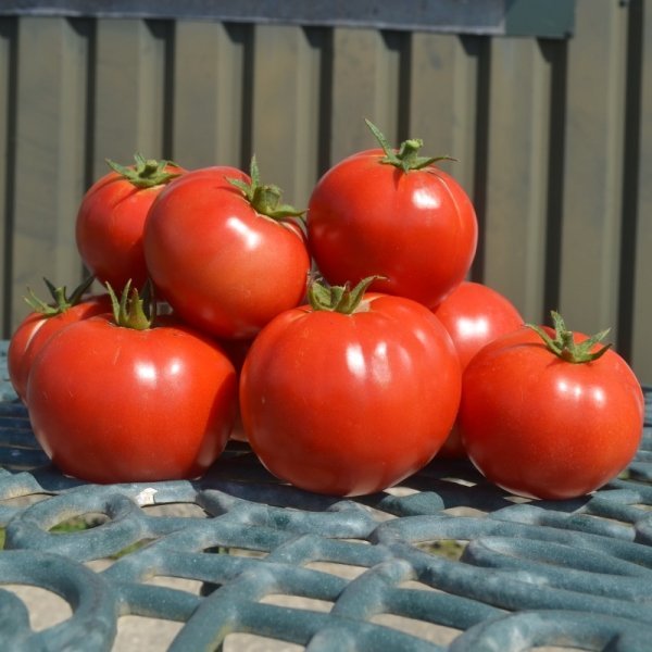Tomato Saint Pierre