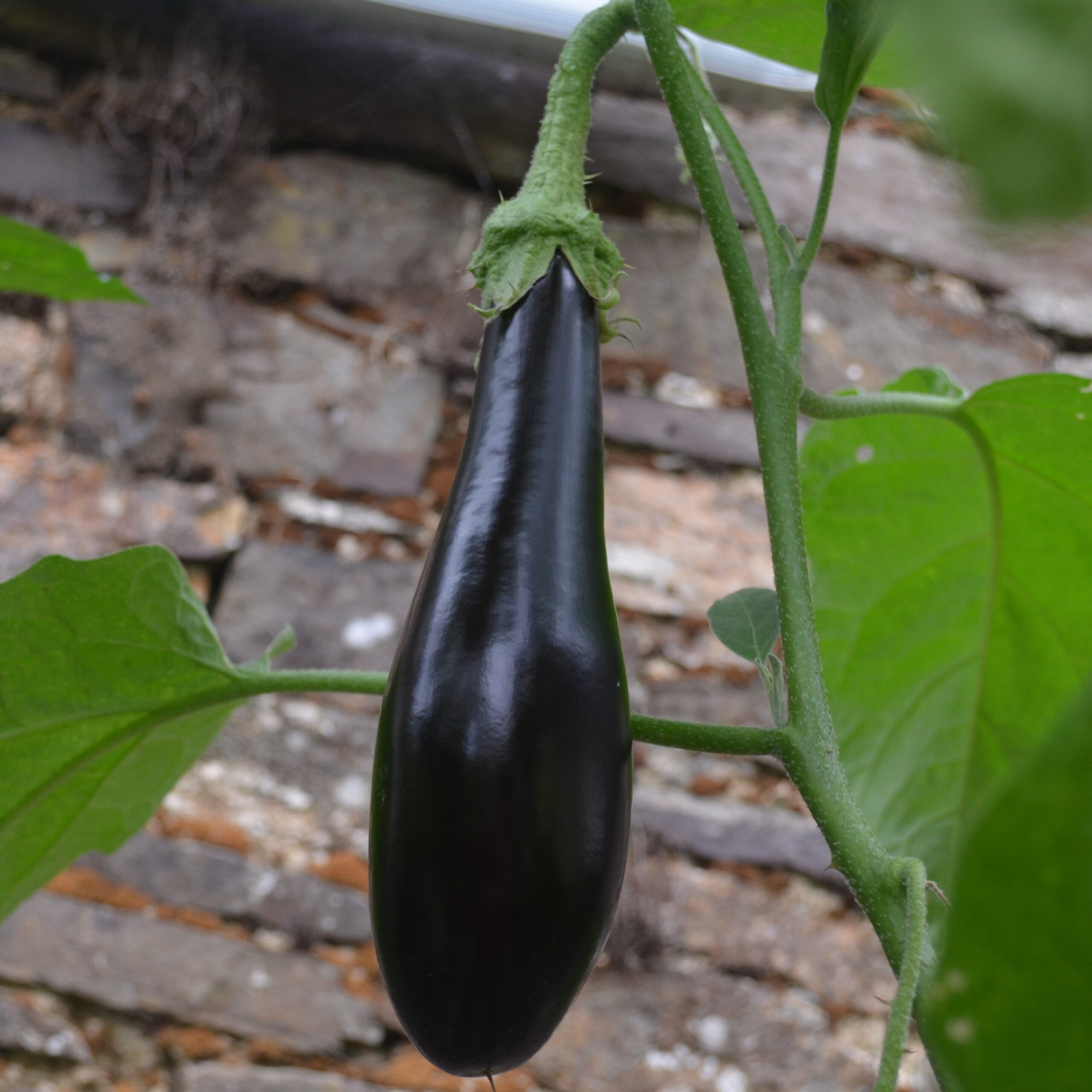 Aubergine Long Purple