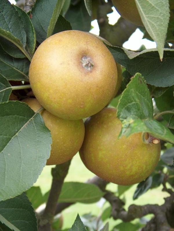Apple Ashmead's Kernel