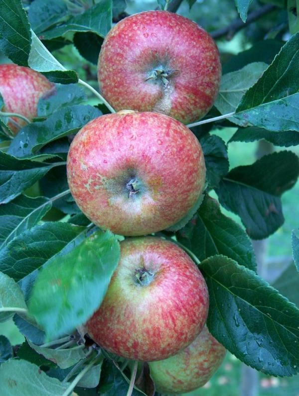 Apple Beauty of Bath
