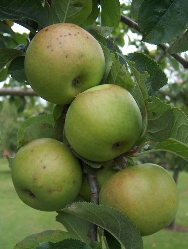 Apple Blenheim Orange