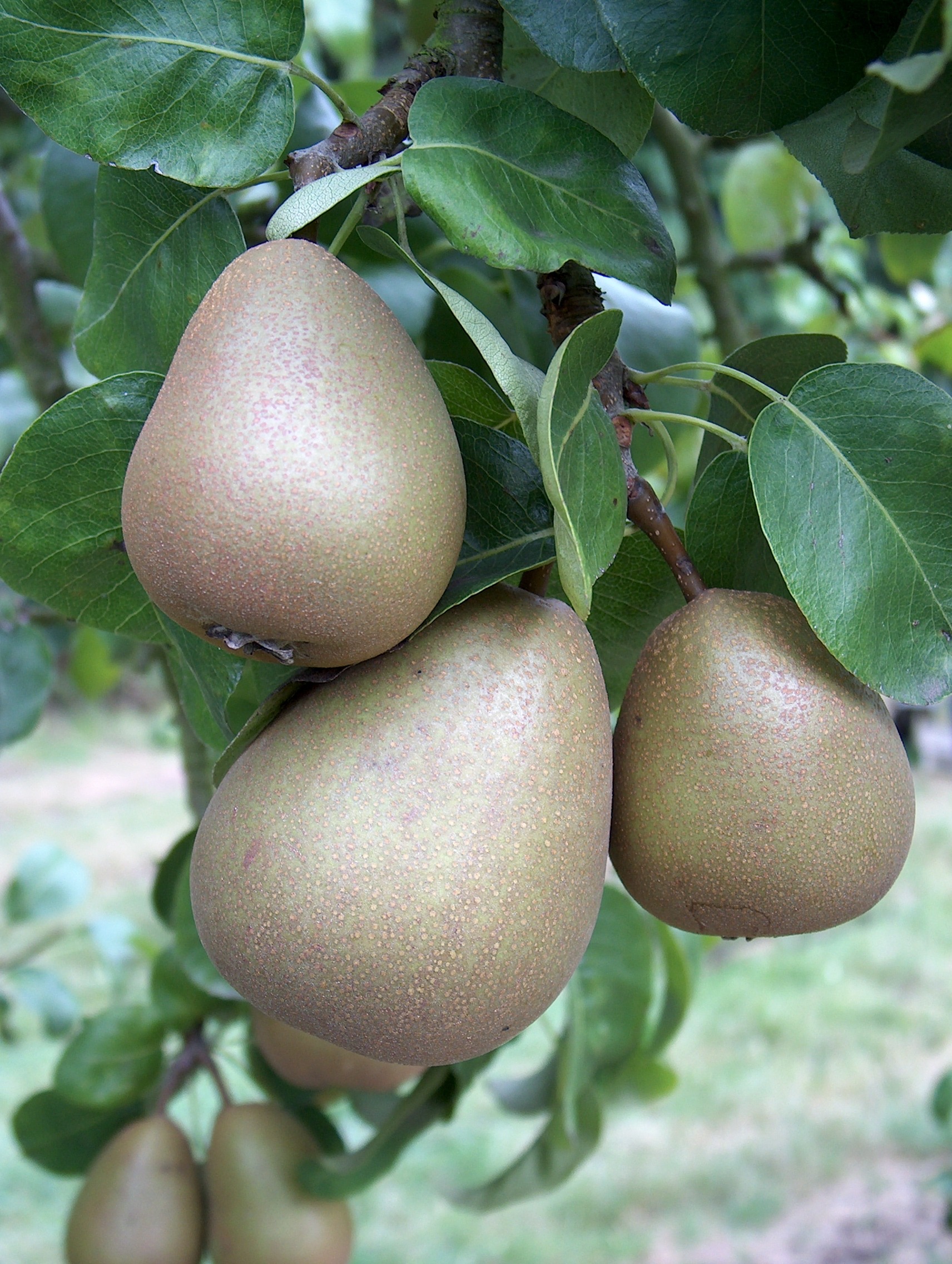 Pear Beurre Hardy