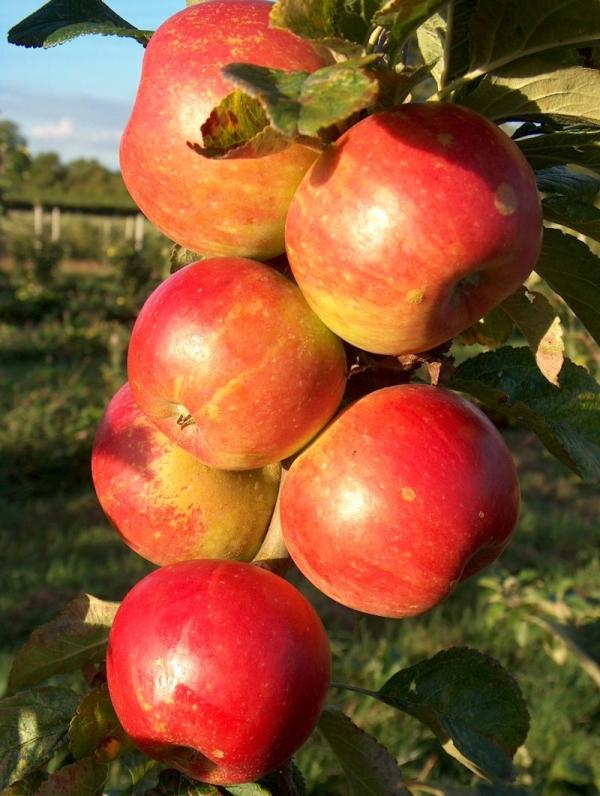 Apple Cevaal