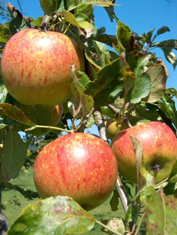 Apple Charles Ross