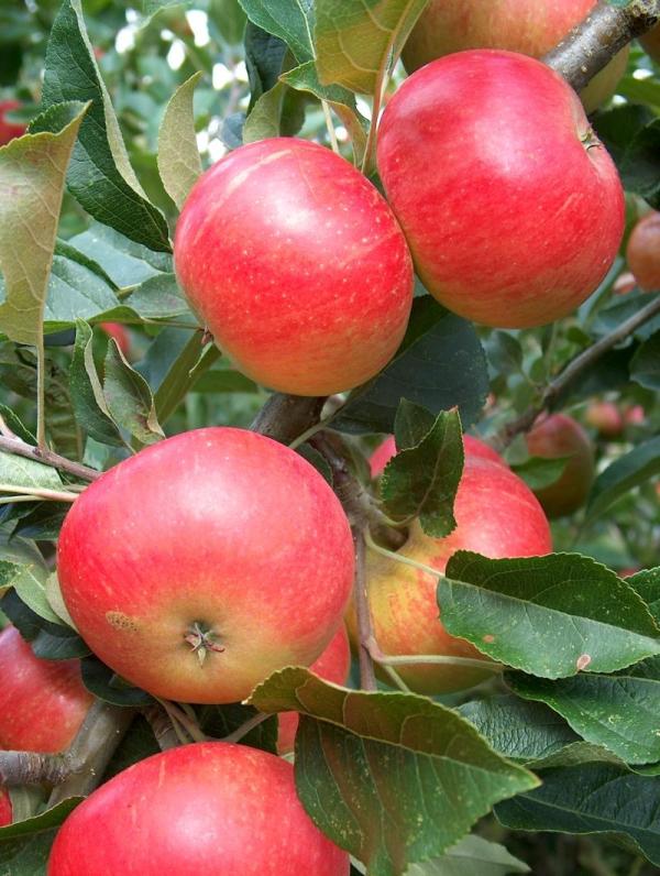 Apple Discovery