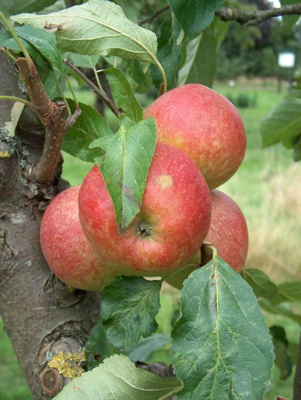 Apple Ellisons Orange