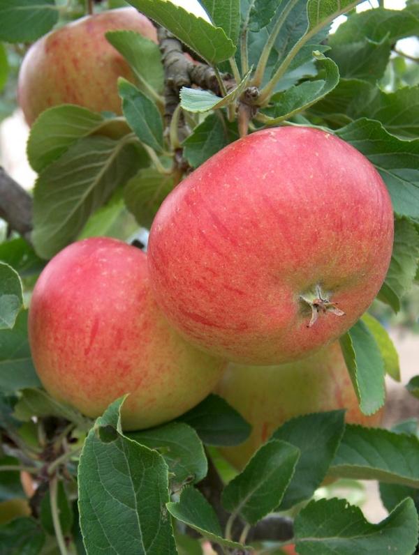 Apple Fiesta