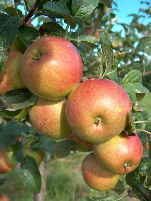 Apple Fortune