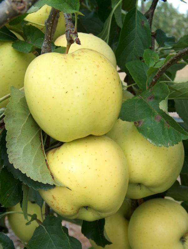 Apple Greensleeves