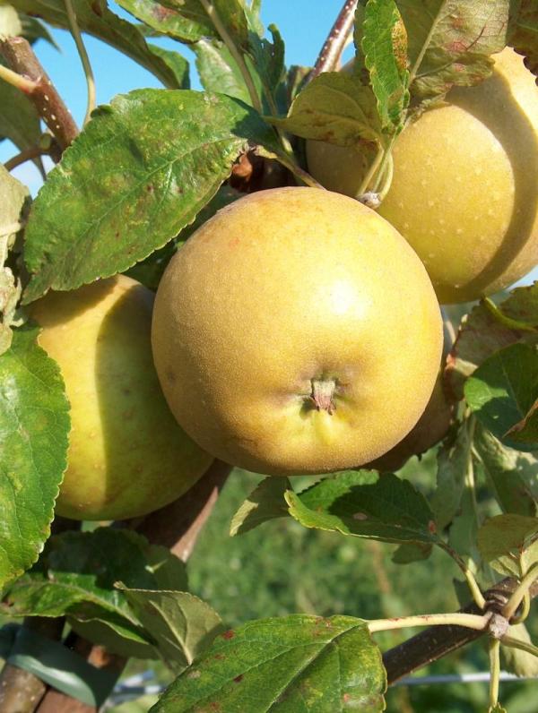 Apple Herefordshire Russet(R)