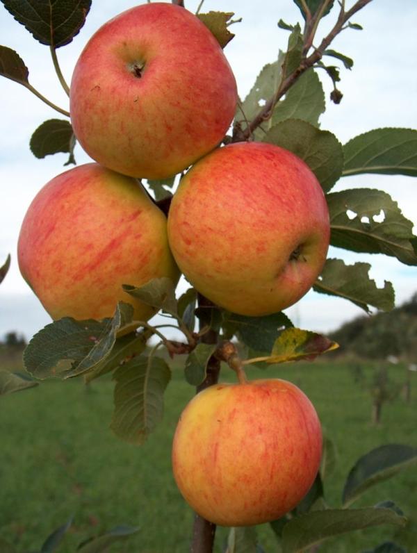 Apple James Grieve