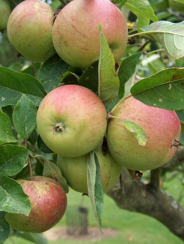 Apple Laxton's Superb