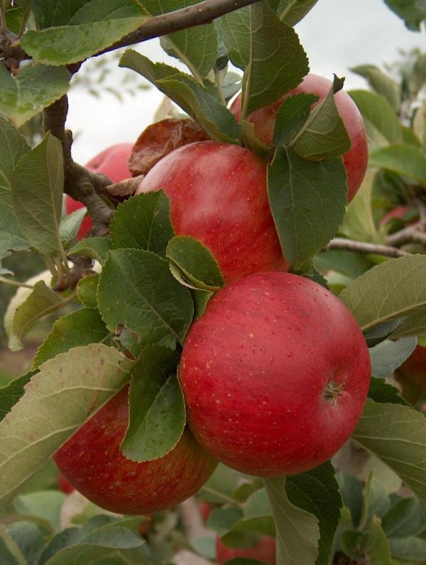 Apple Lord Lambourne