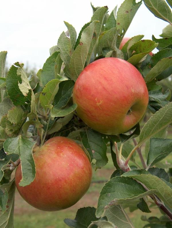Apple Pixie