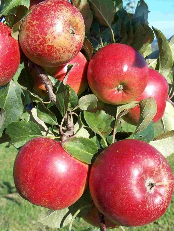Apple Rajka