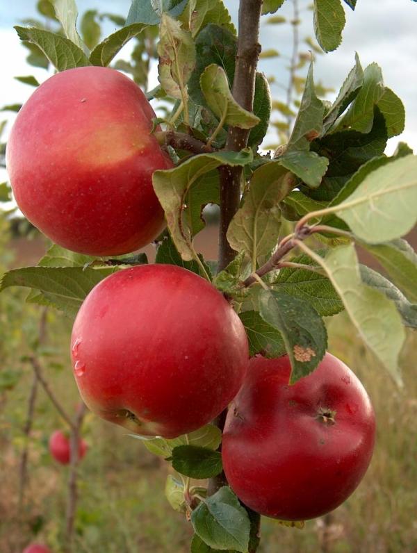Apple Red Devil