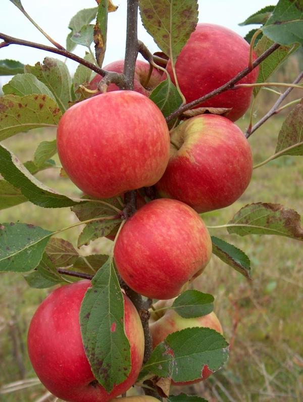 Apple Red Falstaff