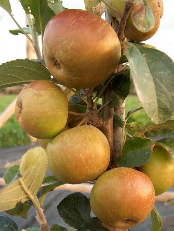 Apple Rosemary Russet