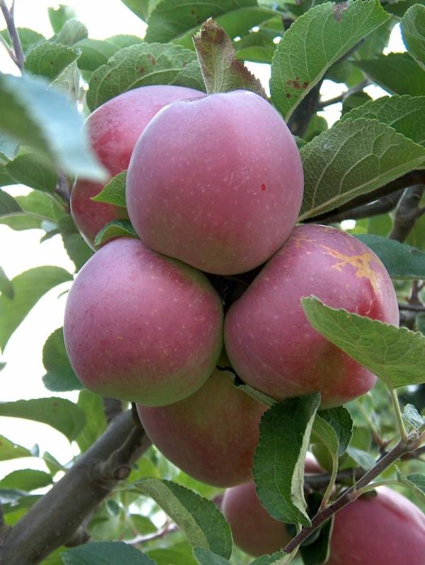 Apple Spartan