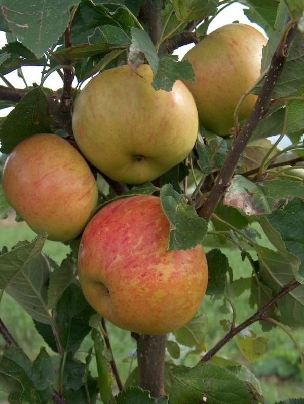 Apple Sunset