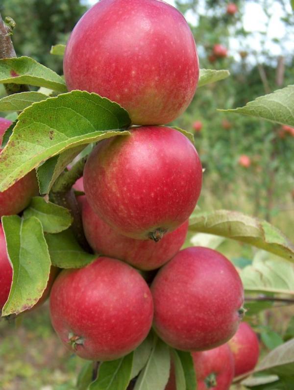 Apple Worcester Pearmain