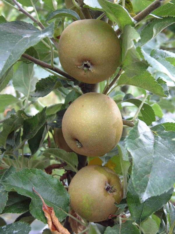 Apple Egremont Russet