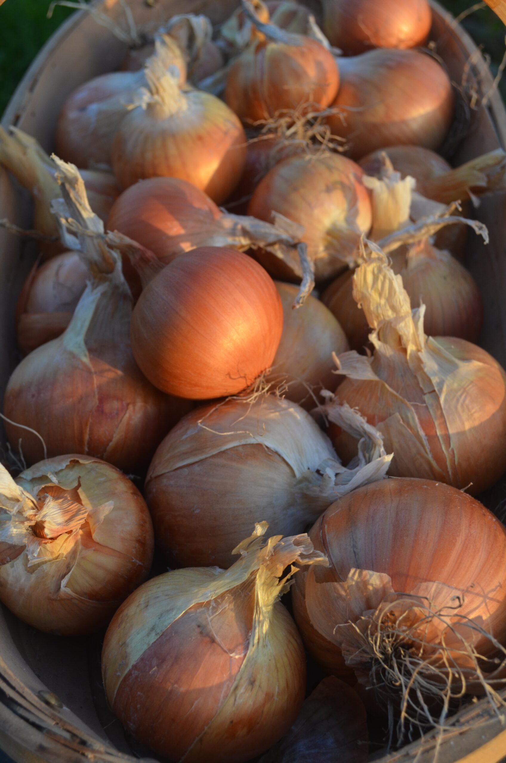 Onion Bajosta Plantlets