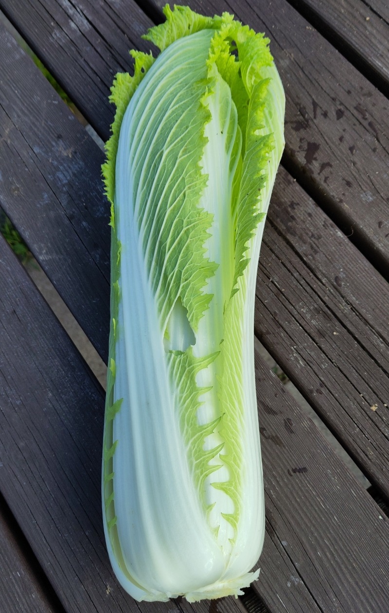 Oriental Granaat