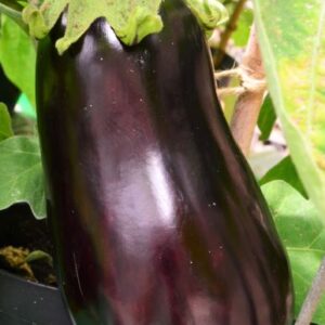 Aubergine Black Pearl F1