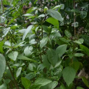 Basil, Thai