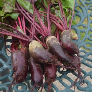 Beetroot Cylindra