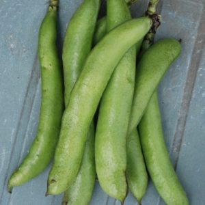 Broad Bean Express Eleonora