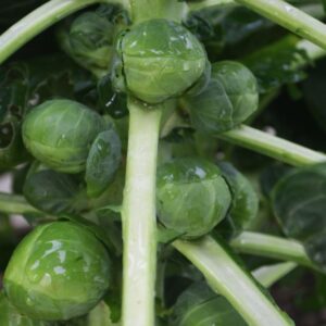 Brussels Sprout Nautic (3)