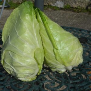 Cabbage Summer/Autumn Caraflex F1