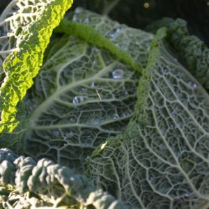 Cabbage Paresa F1