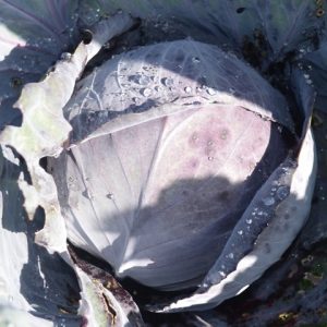 Cabbage Red Langedijker