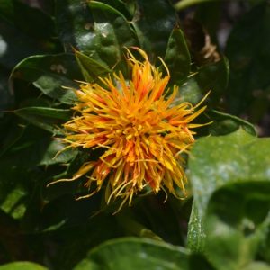 Carthamus Tinctorius