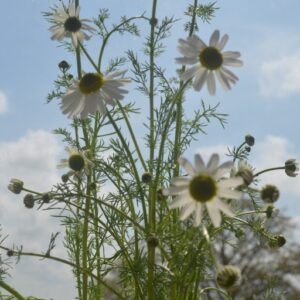 Chamomile