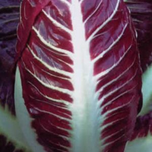 Chicory Rossa Di Treviso