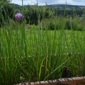 Herb Chives