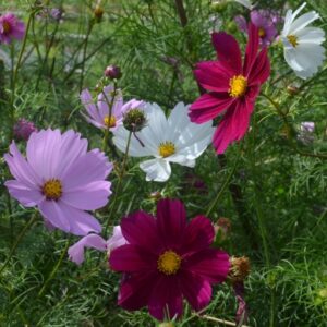 Cosmos Cosmea