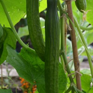 Cucumber Kalunga F1