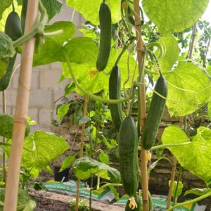 Cucumber Passandra F1