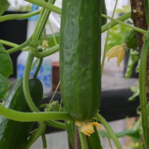 Cucumber Picolino
