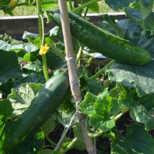 Cucumber Tanja